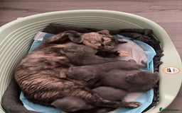 British Shorthair cats for sale: British Shorthair Kittens – GCCF Registered - Image 14