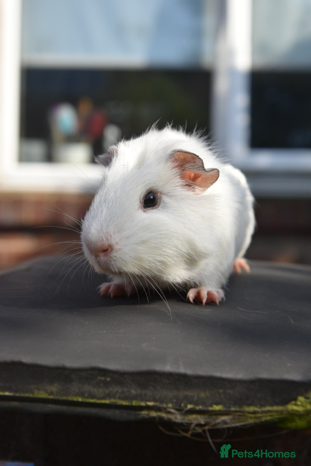 Guinea Pig rodents for sale: Guinea Pigs Looking For New Homes - Advert 4