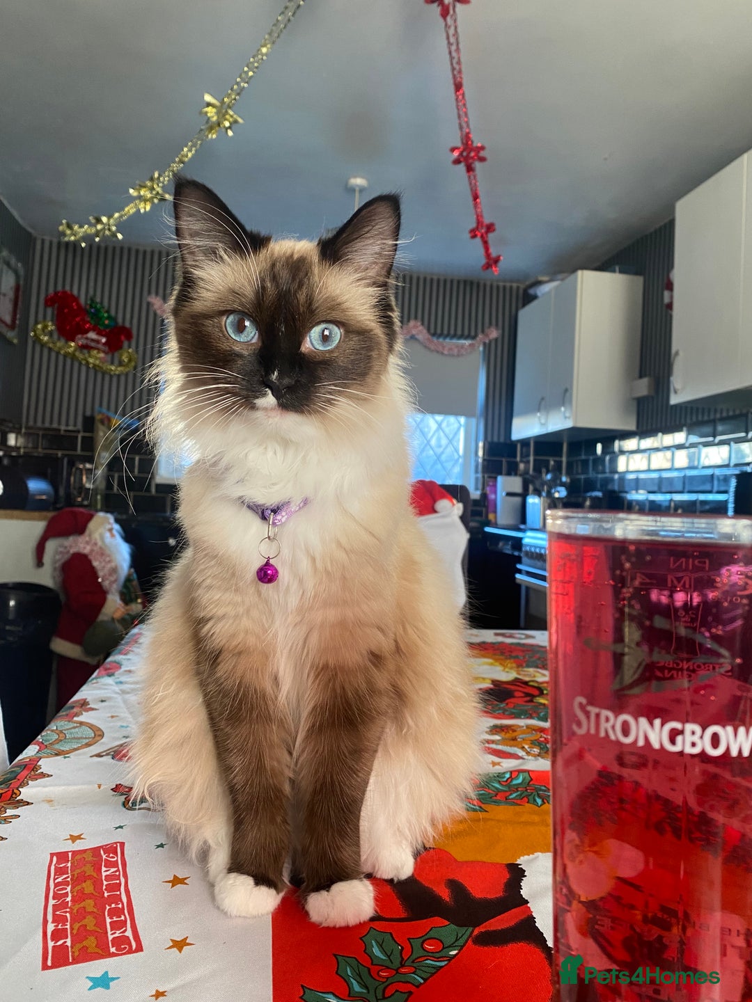 Ragdoll cats for sale: beautiful rag doll kitten for sale - Advert 5