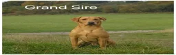 Labrador Retriever dogs for sale: Stunning KC pups,health tested parents&manyFTCH/Ws in Mansfield - Advert 13
