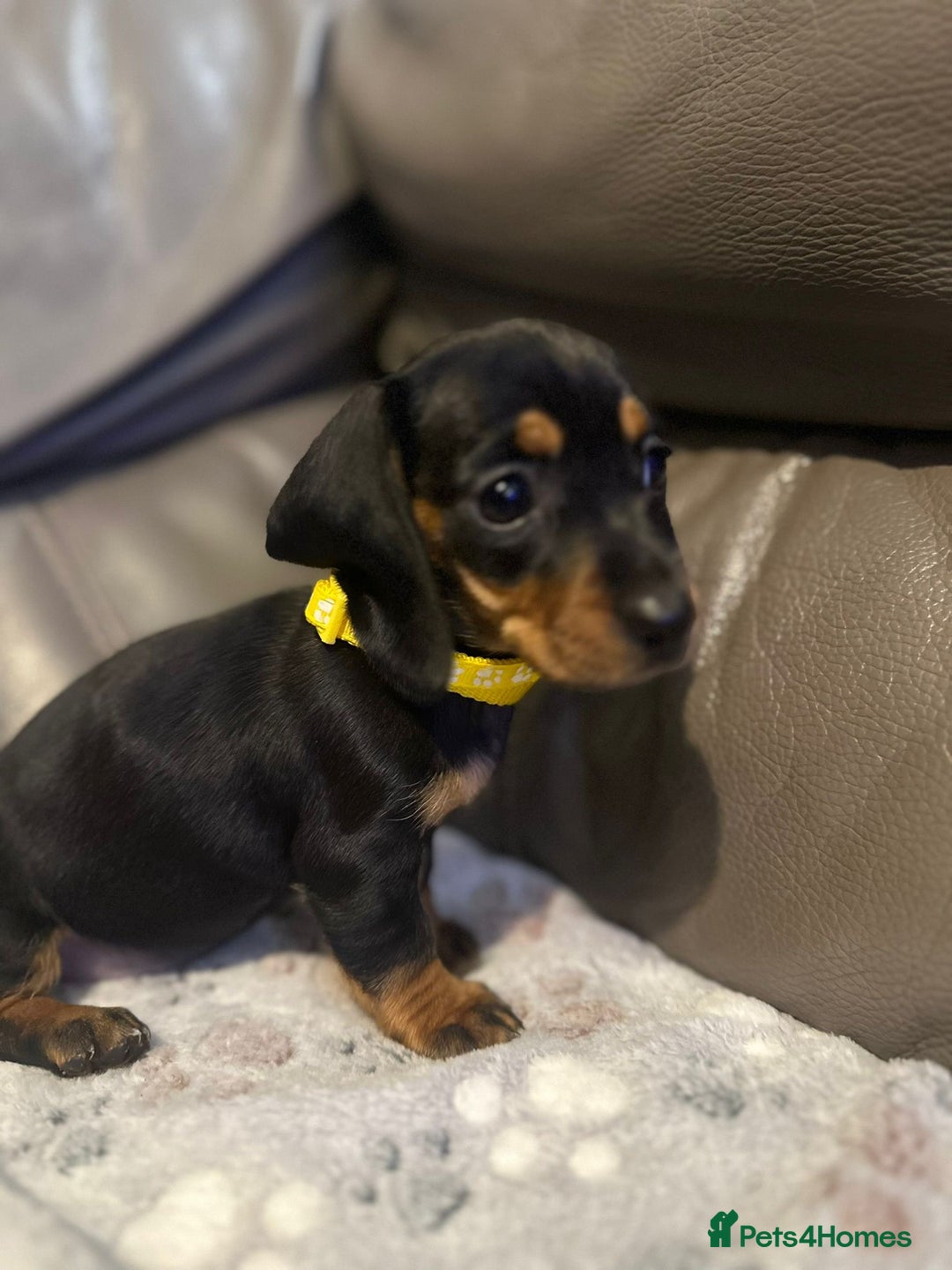 Miniature Dachshund dogs for sale: Beautiful Smooth Haired Dachshund Puppies - Advert 12