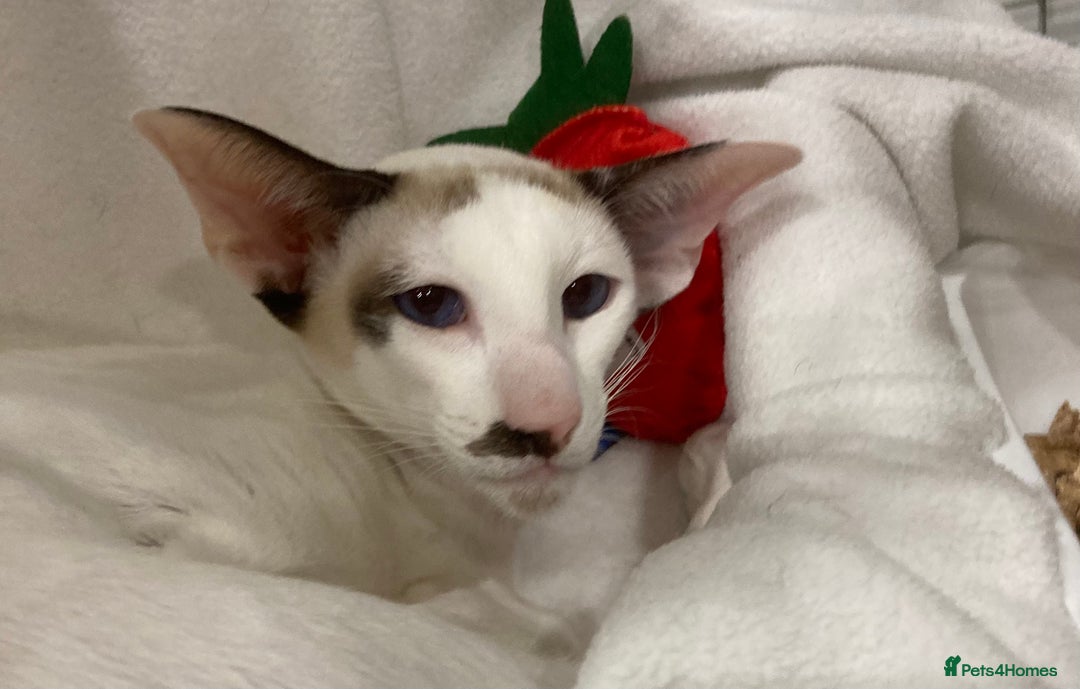 Oriental cats for sale: Oriental shorthair bicolour  - Image 7