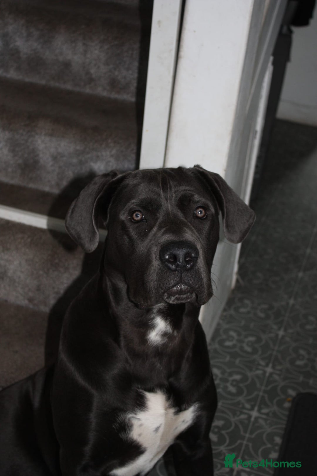 Cane Corso dogs for sale: Conan cane corso - Advert 1