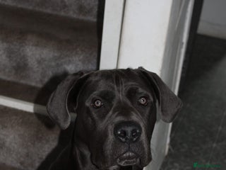 Cane Corso dogs Conan cane corso - Advert 2