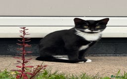 Mixed Breed cats for sale: 20 weeks old kittens for free - Image 1