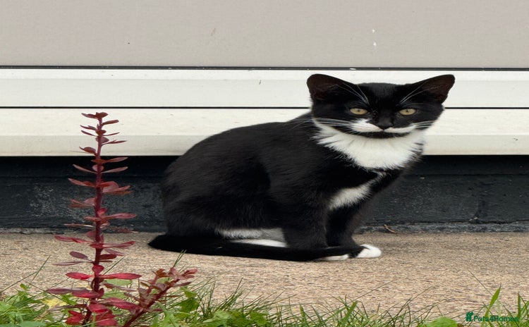 Mixed Breed cats - Advert 16
