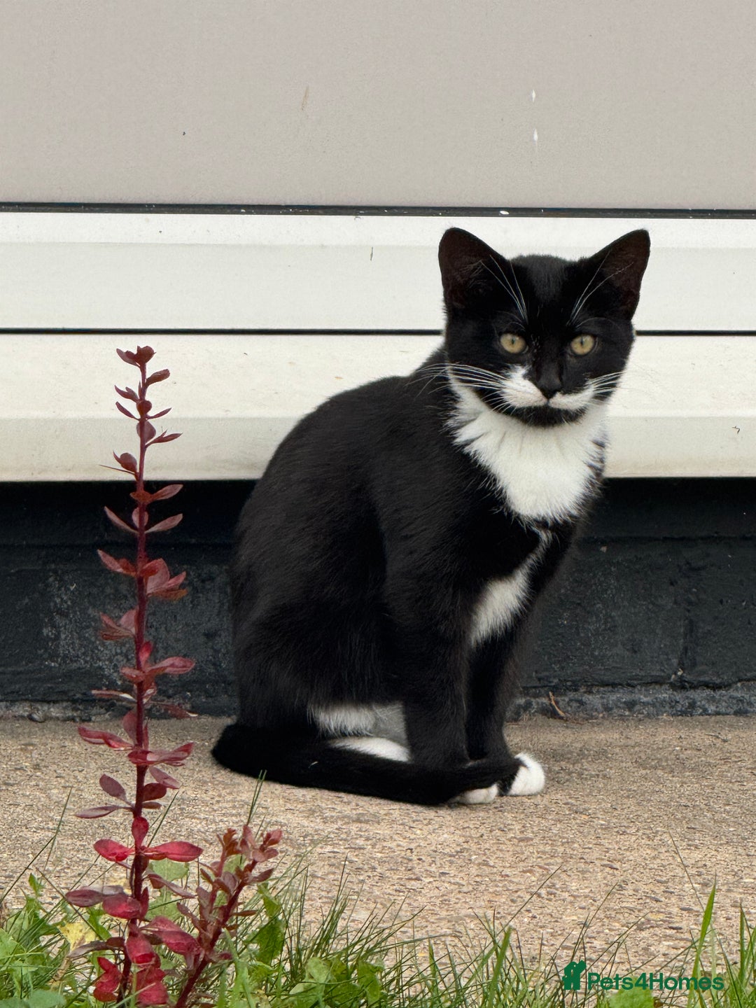 Mixed Breed cats for sale: 20 weeks old kittens for free - Image 1