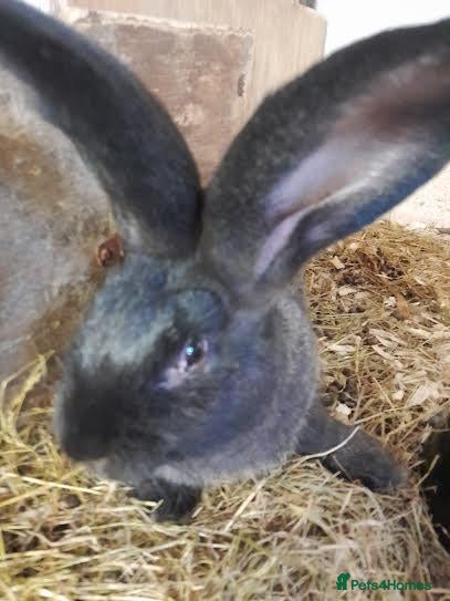 Continental Giant rabbits continental giant rabbits for sale only 5 left - Advert 2
