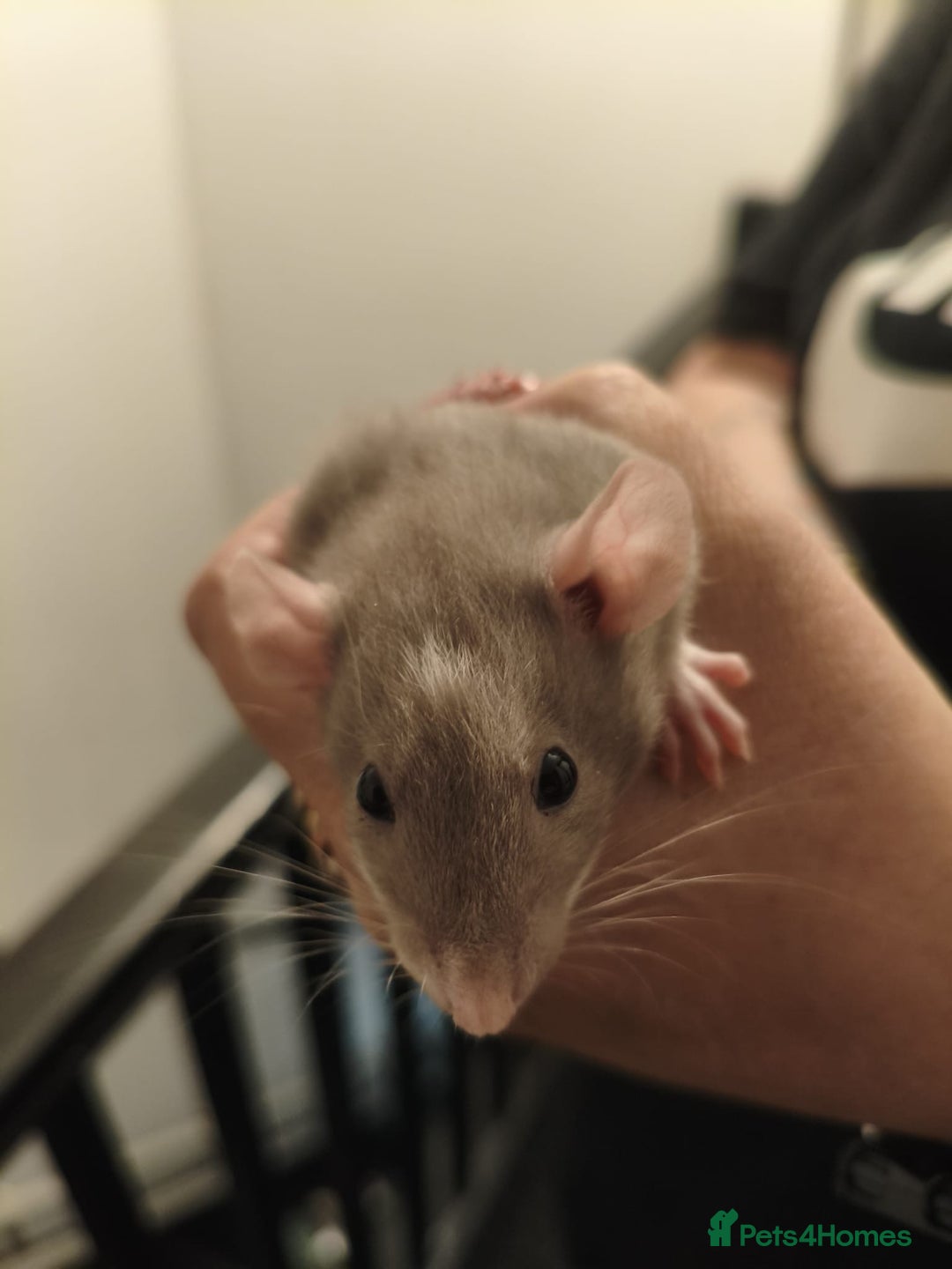 Rat rodents for sale: Adorable baby dumbo rats - Advert 15