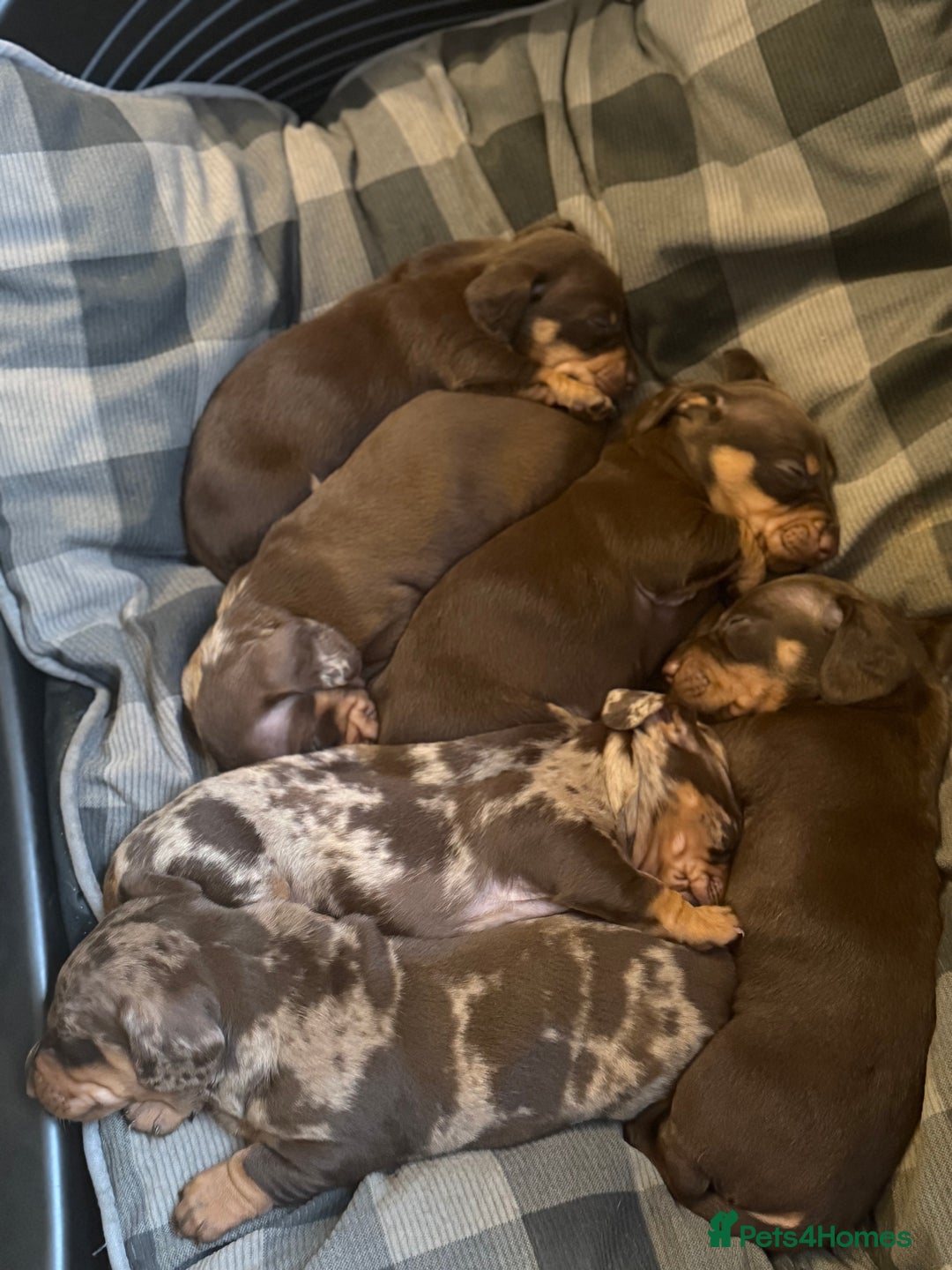 Dachshund dogs for sale: Lovely Dachshunds!  - Advert 7