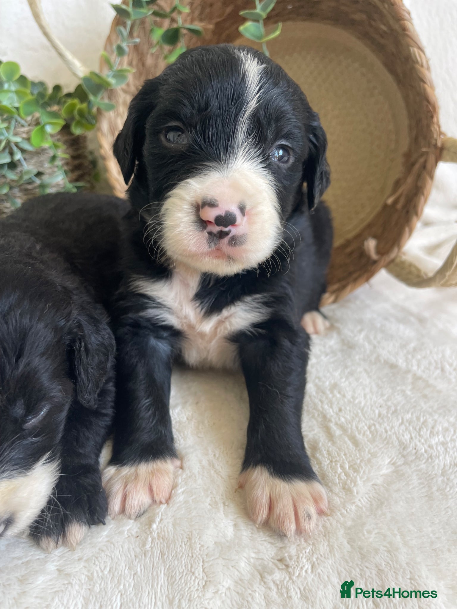 Bernedoodle dogs STUNNING BERNEDOODLES - Advert 2