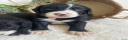 Bernedoodle dogs for sale: STUNNING BERNEDOODLES - Advert 2