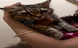 Mixed Breed cats for adoption: PERSE - ADORABLE BEAUTIFUL SEMI LONG HAIR SPAYED - Image 7