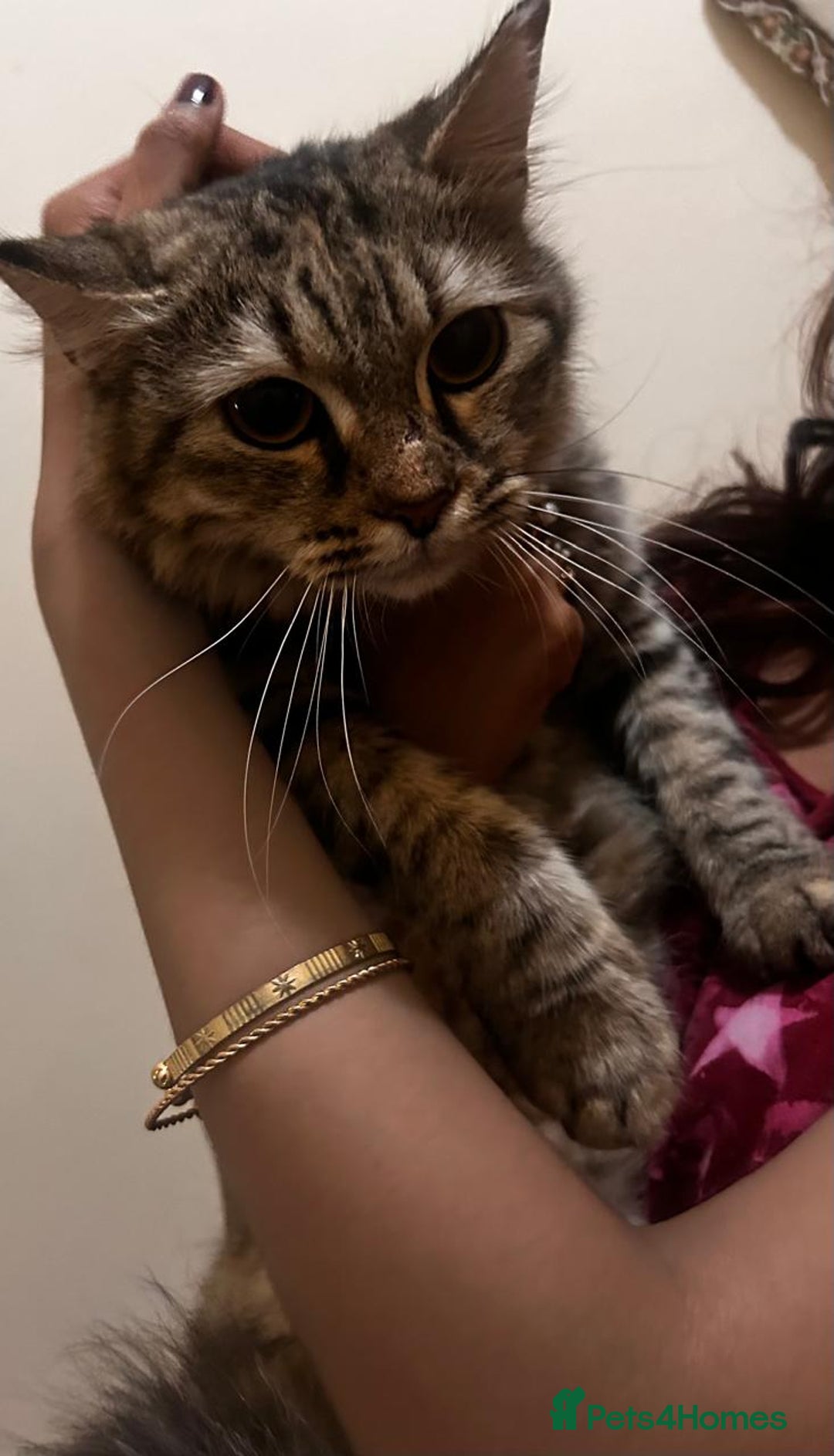 Mixed Breed cats for adoption: PERSE - ADORABLE BEAUTIFUL SEMI LONG HAIR SPAYED - Image 7