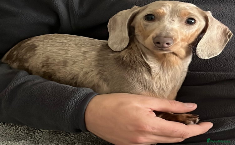Miniature Dachshund dogs - Advert 8