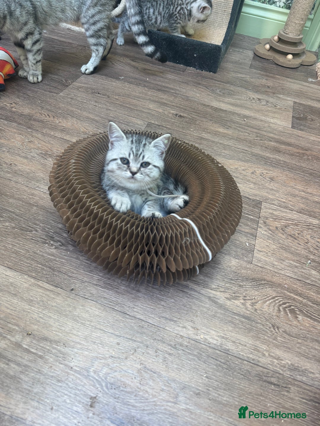 British Shorthair cats for sale: British blue / Scottish striaght kittens  - Image 19