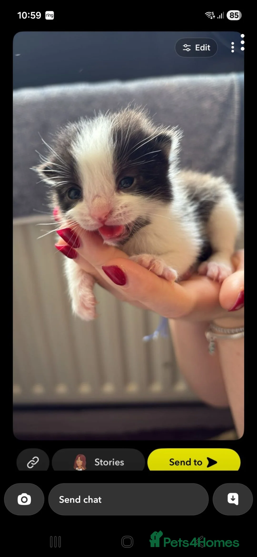Mixed Breed cats for sale: Two gorgeous male kittens in Wigan - Advert 1
