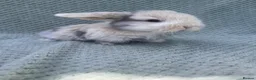 Mini Lop rabbits for sale: Wonderful mini lop kits  - Advert 15