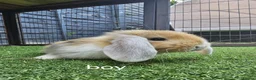 Mini Lop rabbits for sale: Beautiful mini lops for sale 💙🩷 - Advert 9