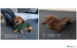 Dachshund dogs for sale: KC Standard Brindle Dachshund puppy/girl - Image 3