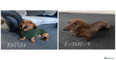 Dachshund dogs - Advert 1