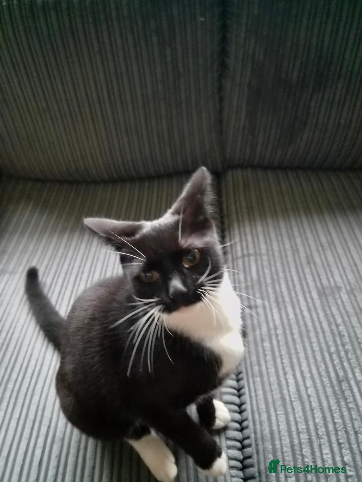 British Shorthair cats kitten  - Advert 3