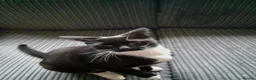 British Shorthair cats for sale: kitten  - Advert 1