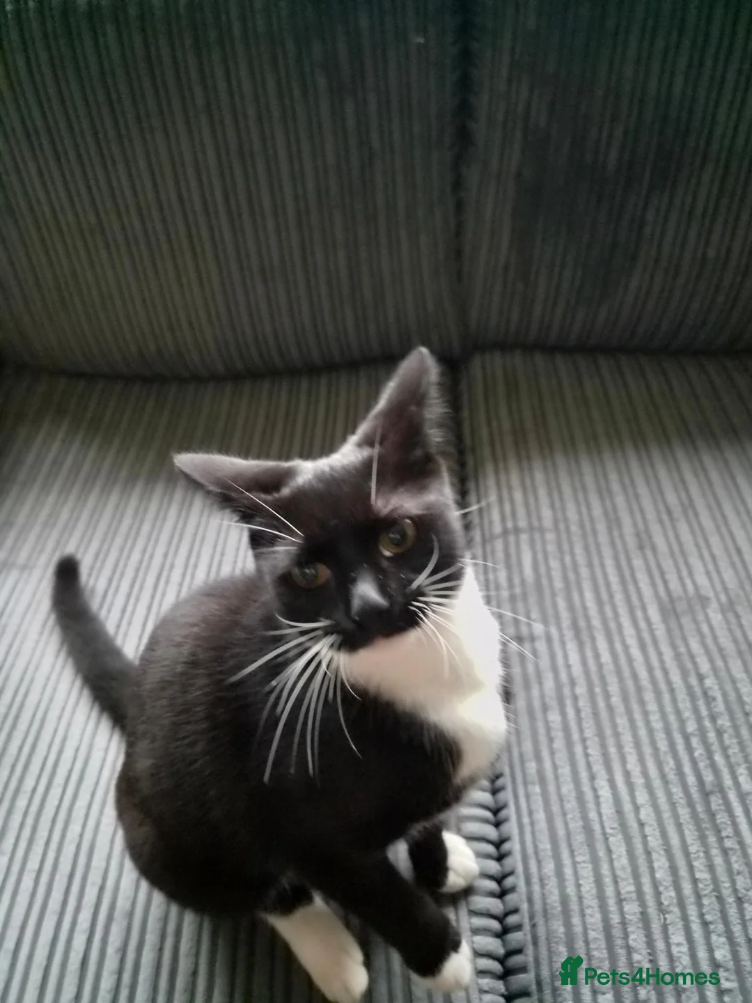 British Shorthair cats for sale: kitten  - Advert 1