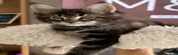 Maine Coon cats for sale: Outstanding show quality Maine coon kittens.  - Advert 18