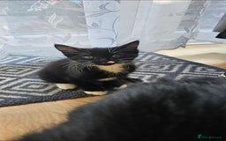 Mixed Breed cats for sale: Male kitten - Image 1
