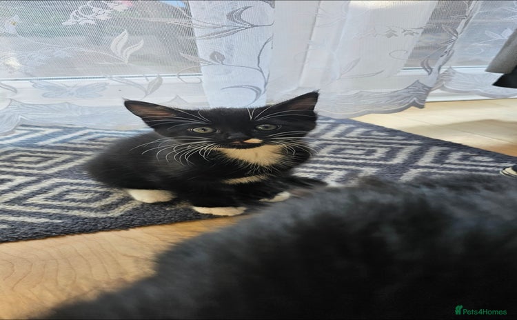 Mixed Breed cats - Advert 11