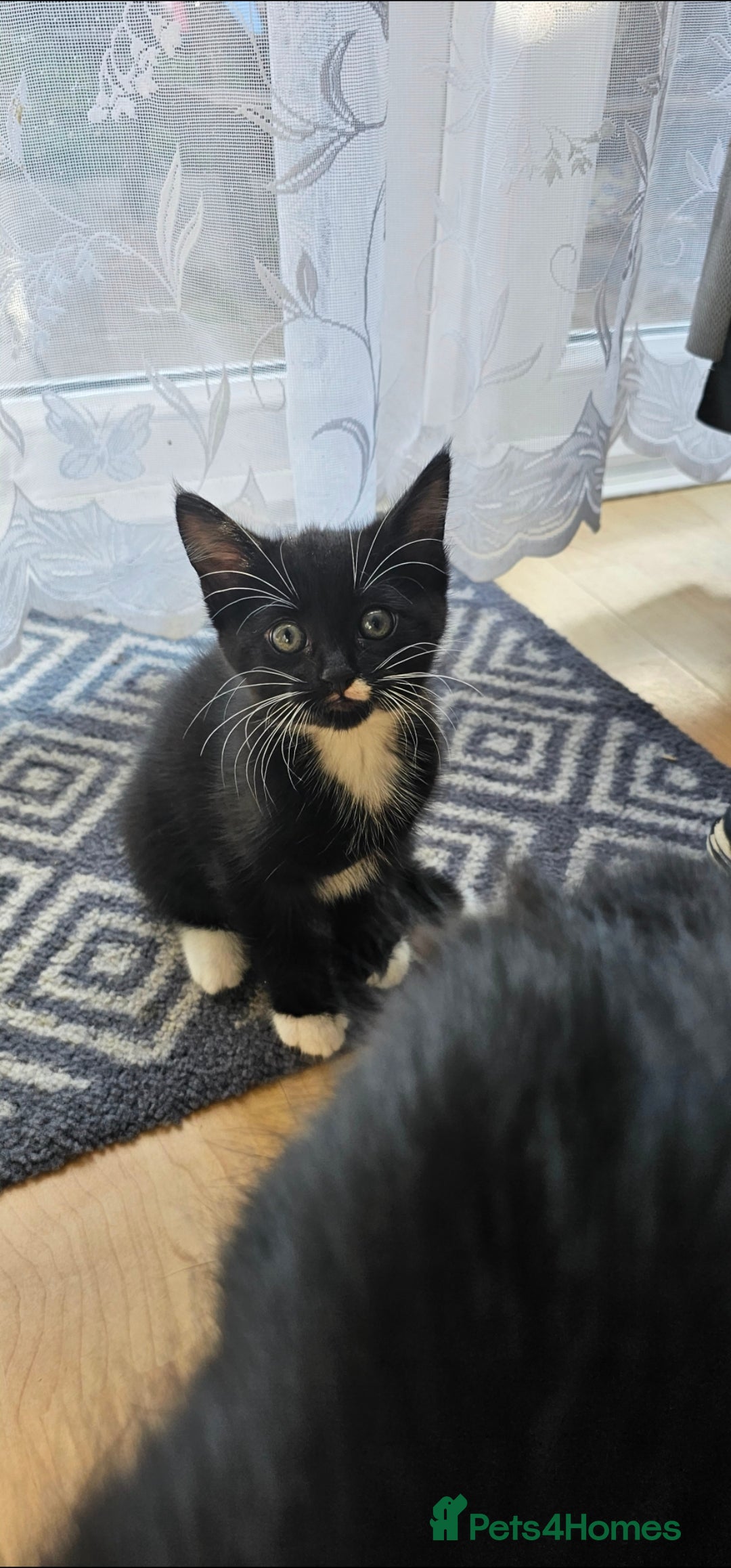 Mixed Breed cats for sale: Male kitten - Image 1