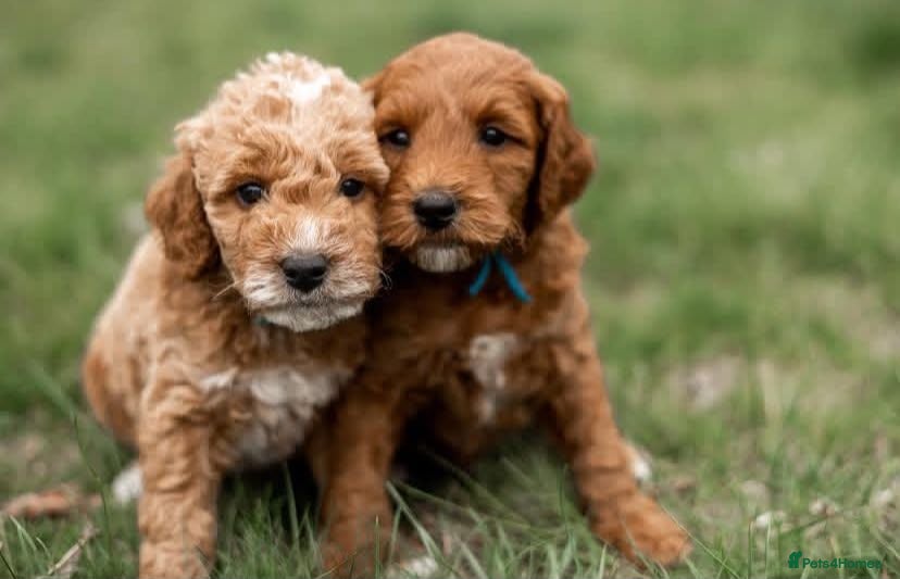 Labradoodle dogs Perfect Family Companion Labradoodle puppies - Advert 12
