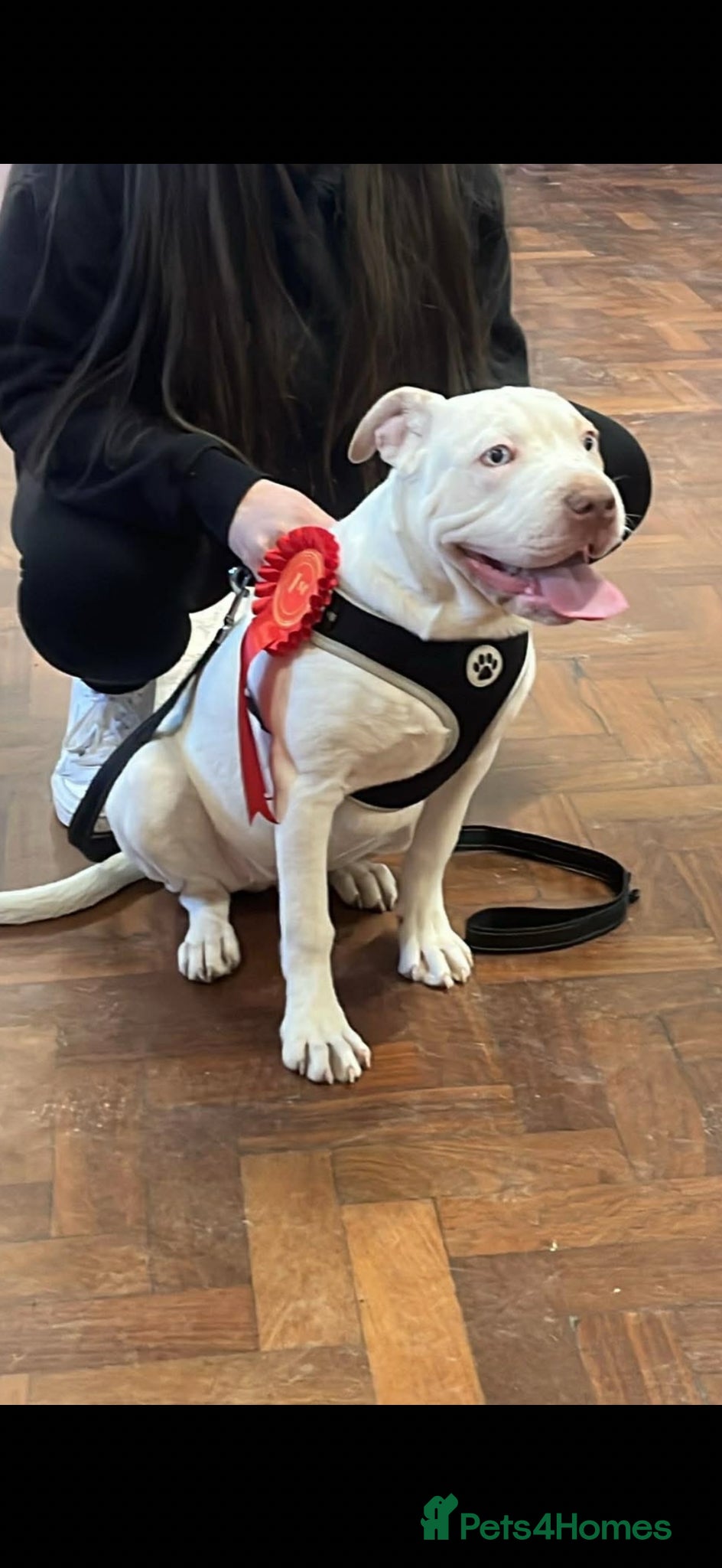 Mixed Breed dogs Puppy for sale  - Advert 3