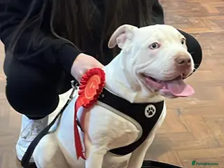 Mixed Breed dogs Puppy for sale - Advert 3