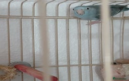 Parrots birds for sale: Bonding pair of parrotlets and conures  - Image 6