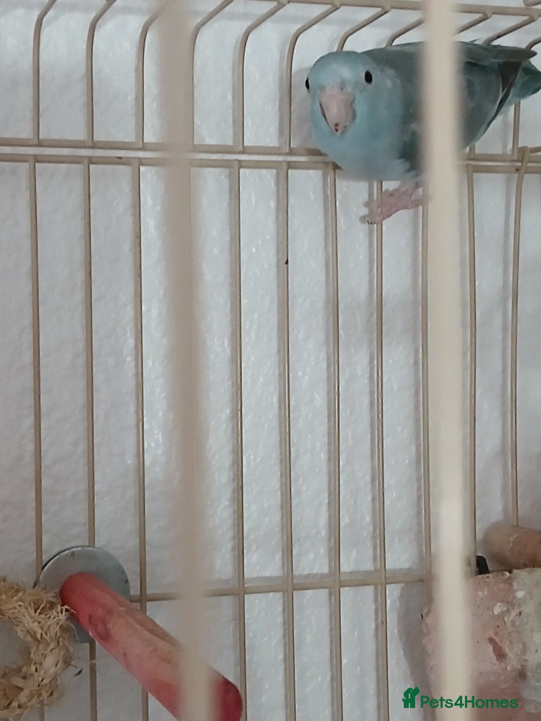 Parrots birds for sale: Bonding pair of parrotlets and conures  - Image 6
