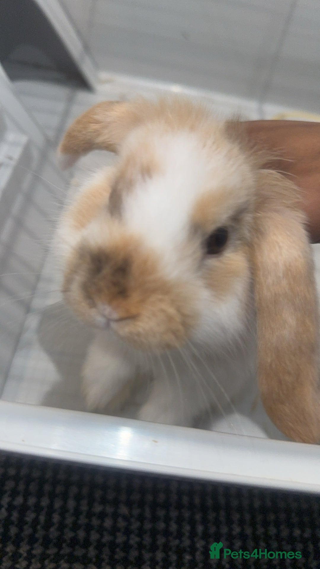 Mini Lop rabbits for sale: 9 weeks old Mini lop with cage and food - Image 4