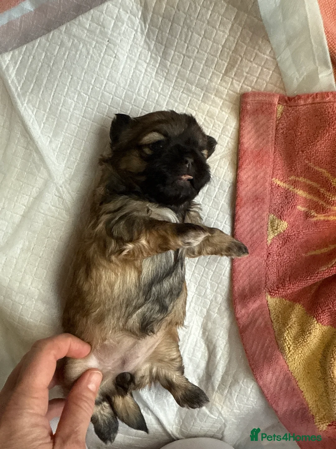 Shih Tzu dogs for sale: Shih Tzu Beauties, Imperial lines - Advert 22