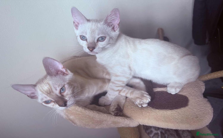 Bengal cats - Advert 1