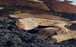 Gecko reptiles for sale: Brown Dalmatian Crested Gecko in Banbury - Image 9