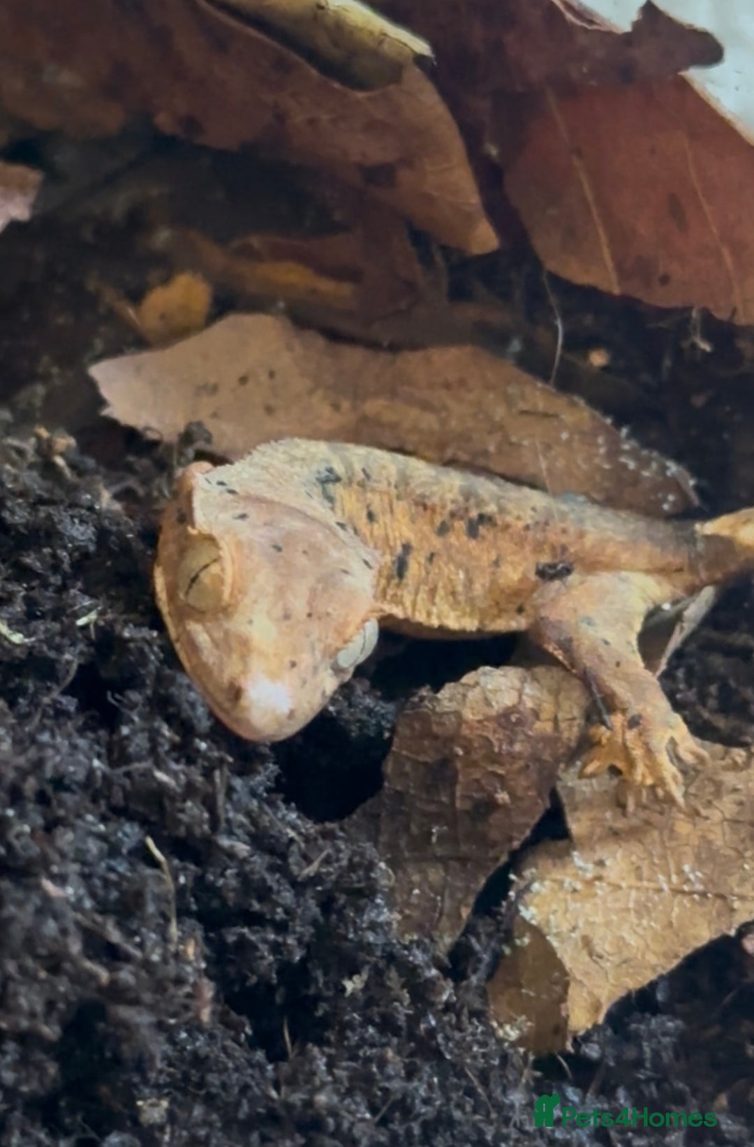 Gecko reptiles for sale: Brown Dalmatian Crested Gecko in Banbury - Image 9
