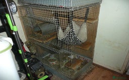Chinchilla rodents for sale: Two ChincHilla's for sale. - Image 4