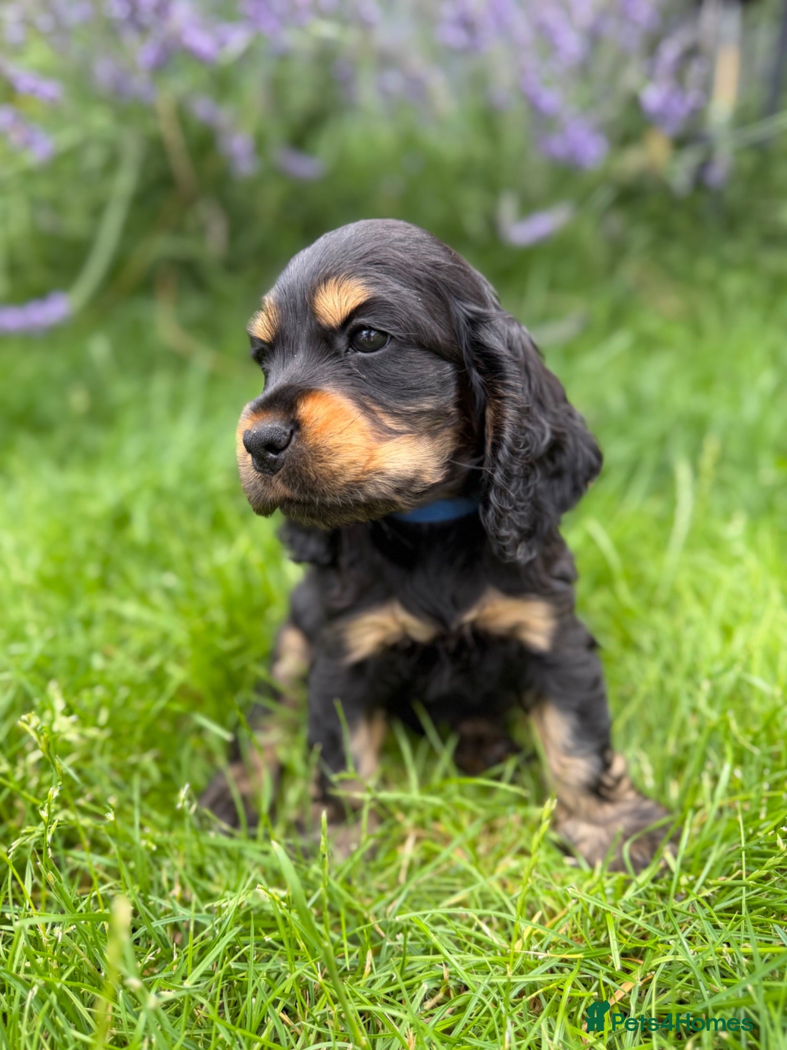 Cocker Spaniel dogs READY NOW 🐾 TOP LINES 🐾 1 GIRL 💖 1 BOY🩵 - Advert 2