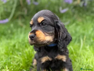Cocker Spaniel dogs READY NOW 🐾 TOP LINES 🐾 1 GIRL 💖 1 BOY🩵 - Advert 2