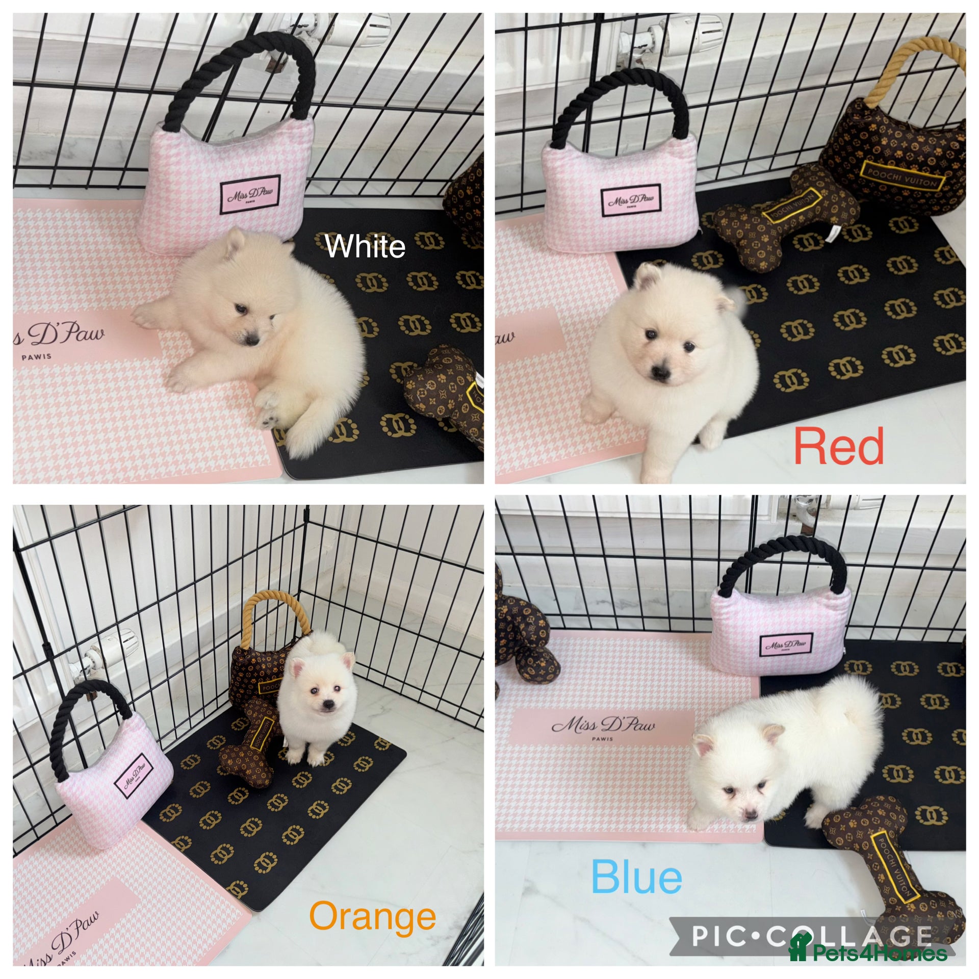 Japanese Spitz dogs Beautiful Japanese spitz puppy’s  - Advert 1