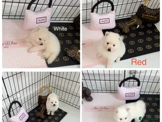 Japanese Spitz dogs Beautiful Japanese spitz puppy’s - Advert 1