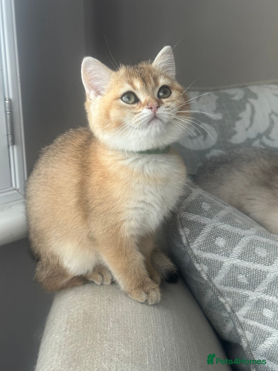 British Shorthair cats for sale: ‼️READY NOW‼️ 2 kittens left  - Advert 5
