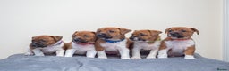 Plummer Terrier dogs for sale: Lovely Plummer Pupps - Advert 6