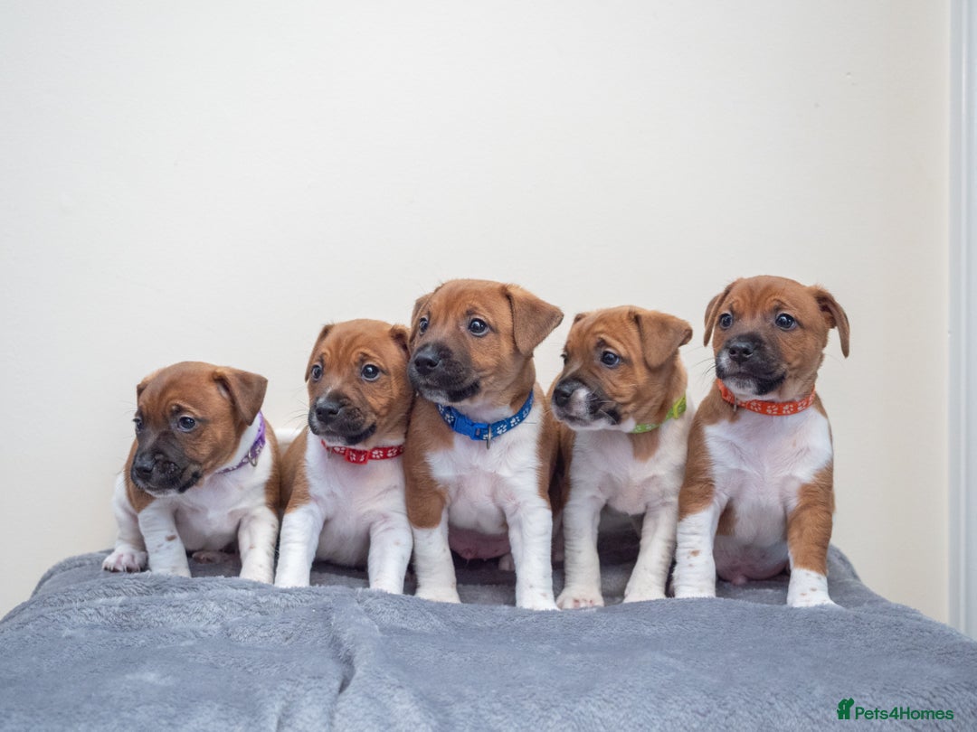 Plummer Terrier dogs for sale: Lovely Plummer Pupps - Advert 6